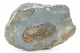 Rare, Bondonella Sdzuyi Trilobite - Taroudant, Morocco #249020-1